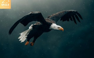​什么是EagleTrader？
